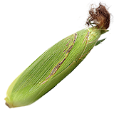 Кукурузный початок