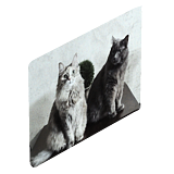 Плакат с кошкой 02