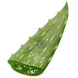 Лист алоэ вера